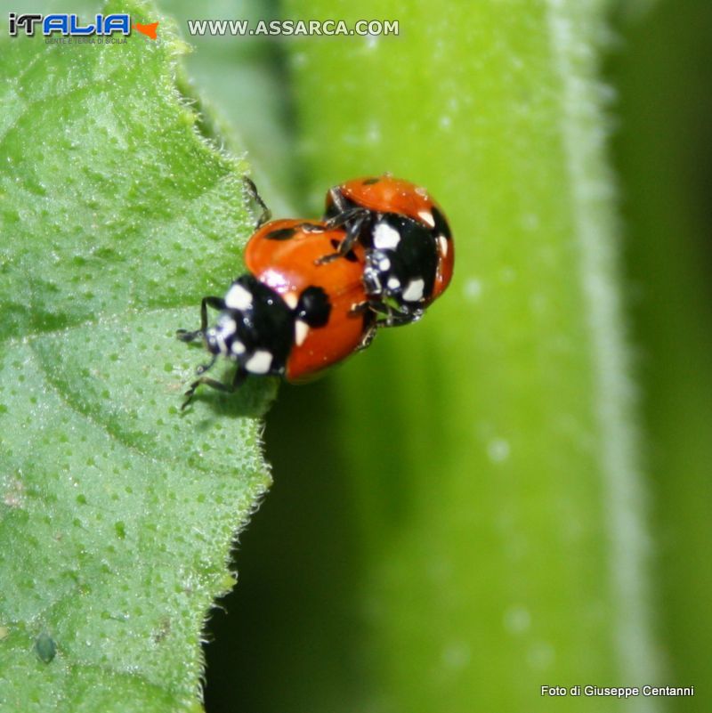 Coccinelle laboriose