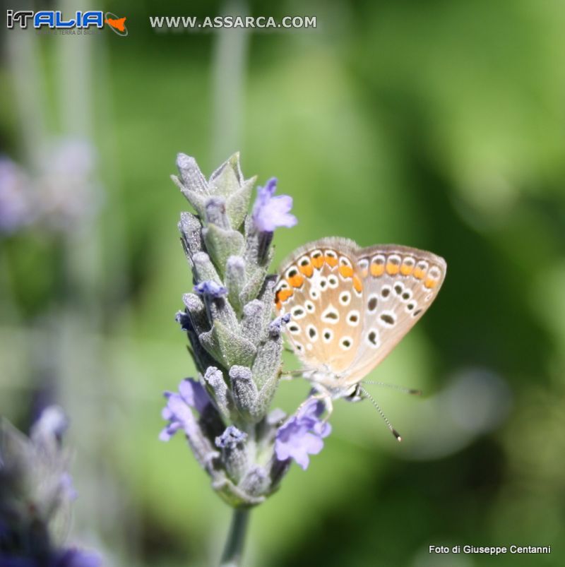 Farfalla sui fiori di lavanda