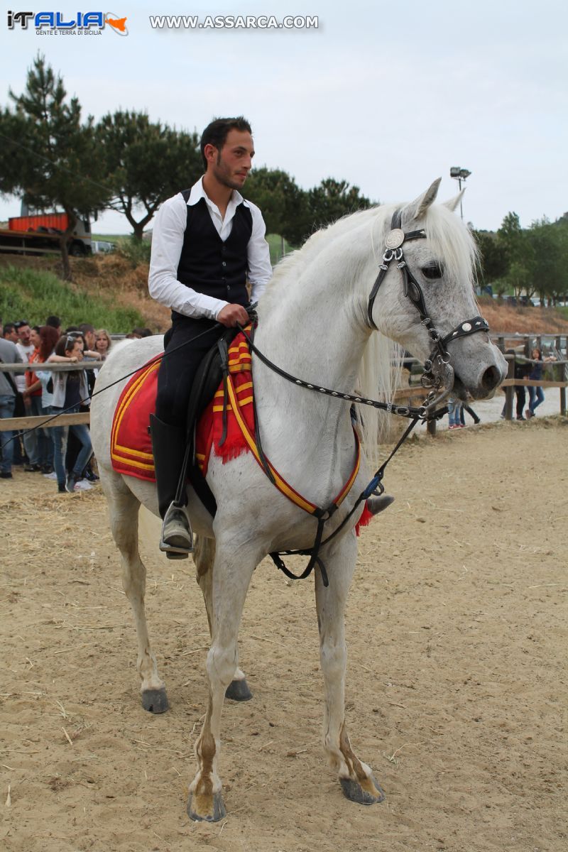 Cavallo bianco