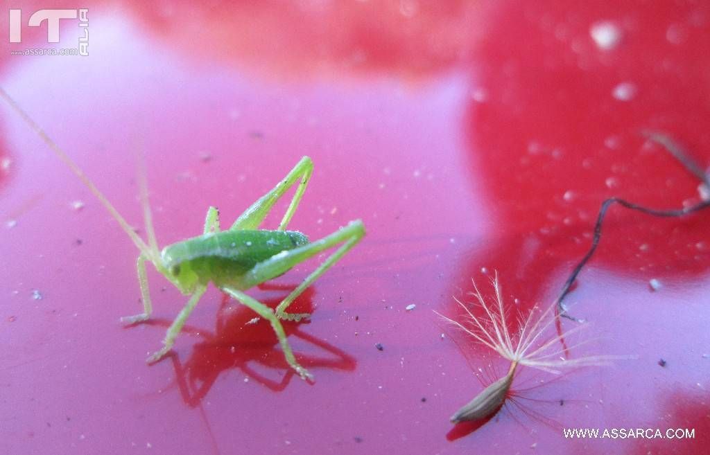 Combinazioni di colori.