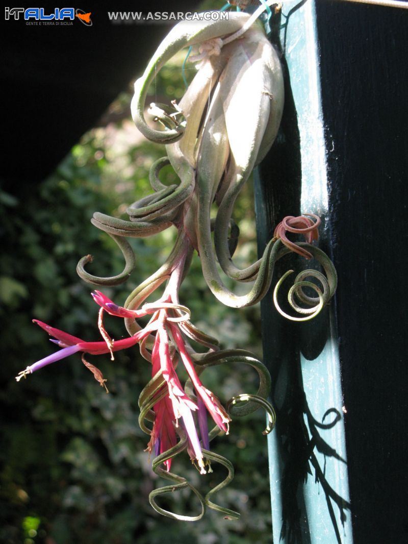 TILLANDSIA  in fiore