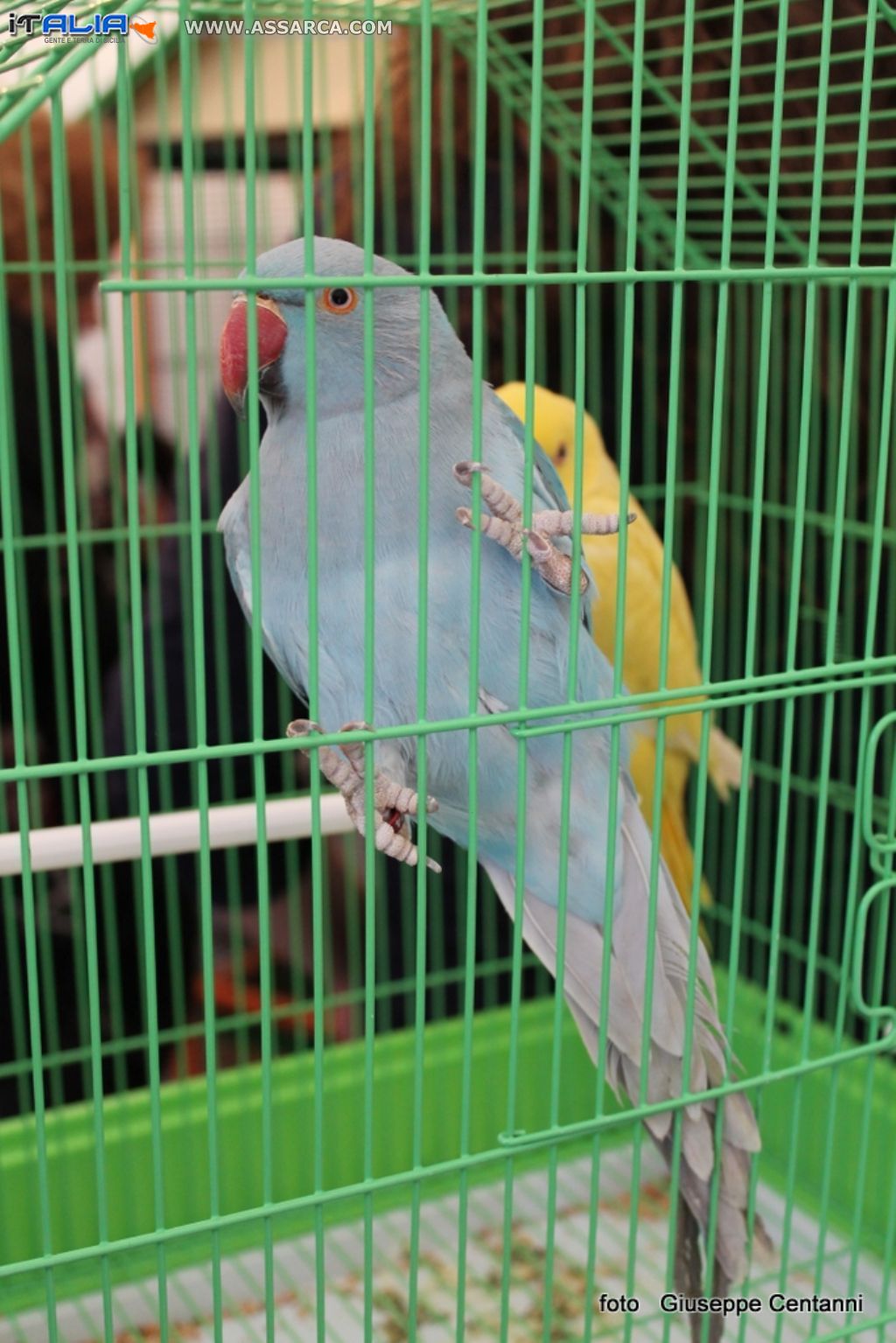 pappagallino