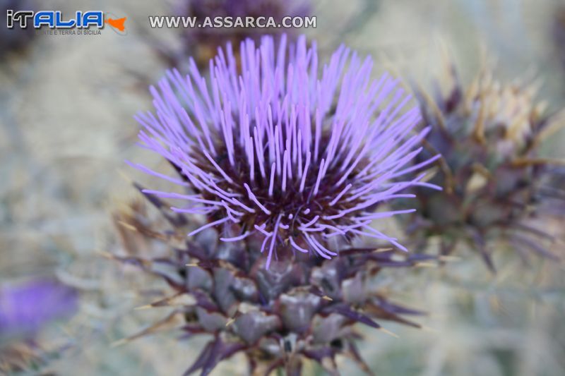 fiore di carciofo selvatico