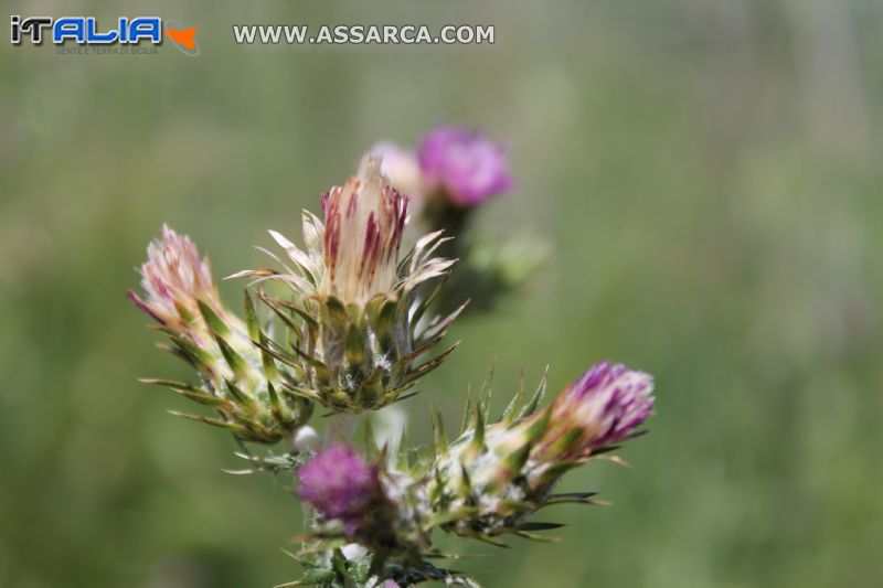 Fiori di spine