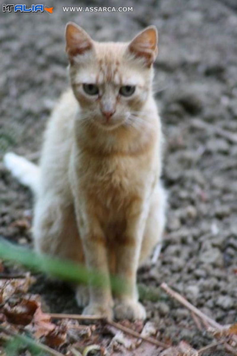 gatto rosso in pausa