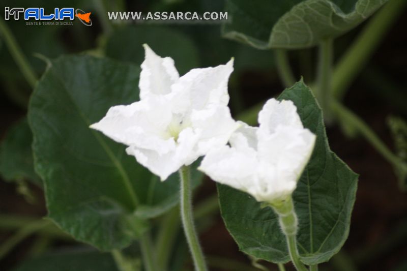 fiori di zucca