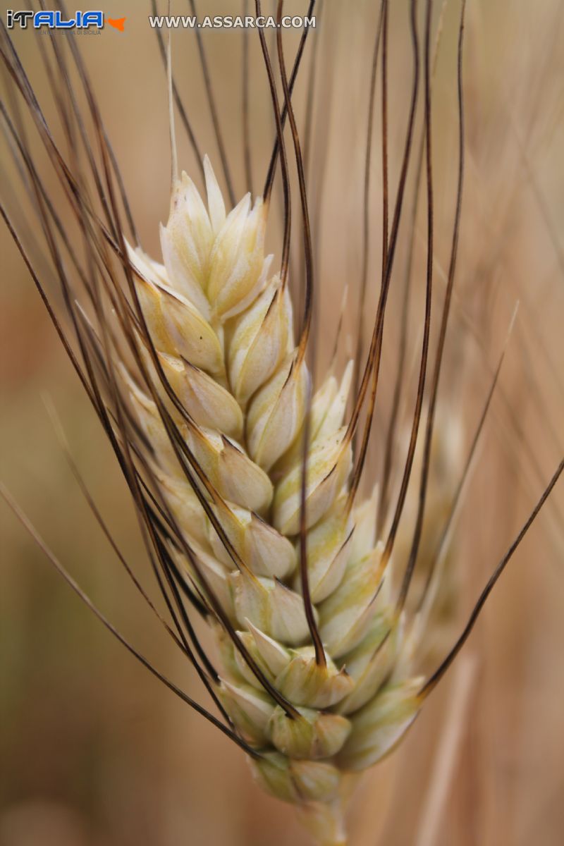 Grano fonte di vita