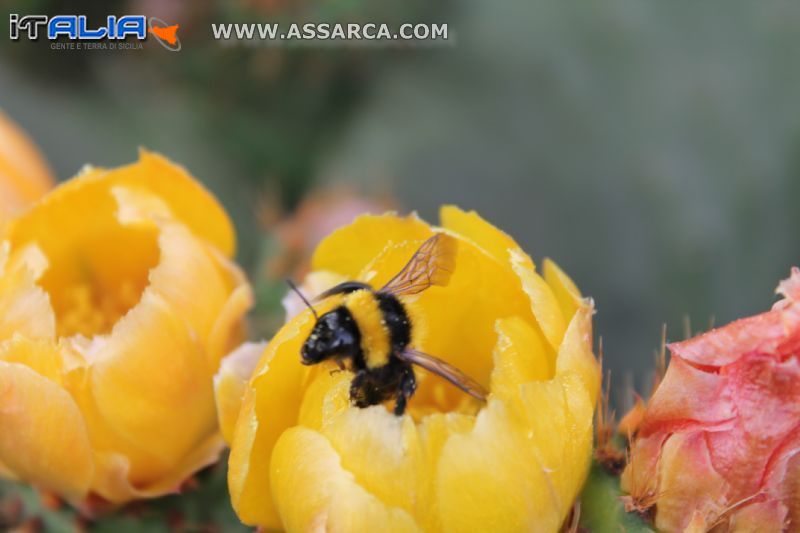 Fiori di Fico d`India