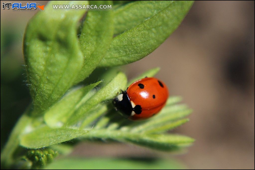 Coccinella