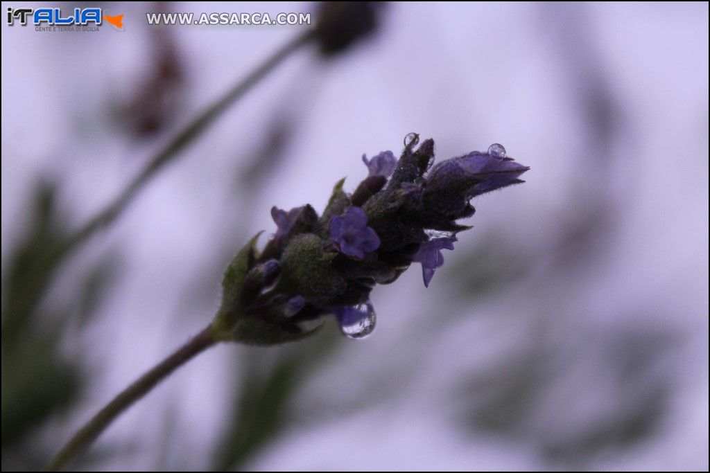 Lavanda