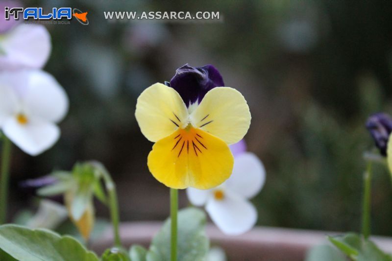 La natura e il suo splendore