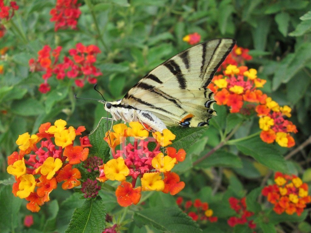 la natura ci regala dei colori meravigliosi.