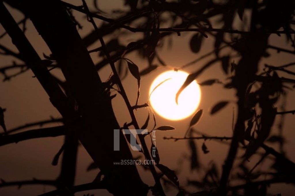 Il sole tra i rami