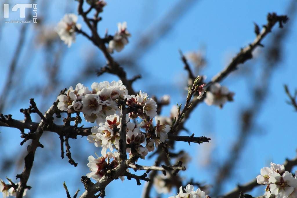 Quasi primavera