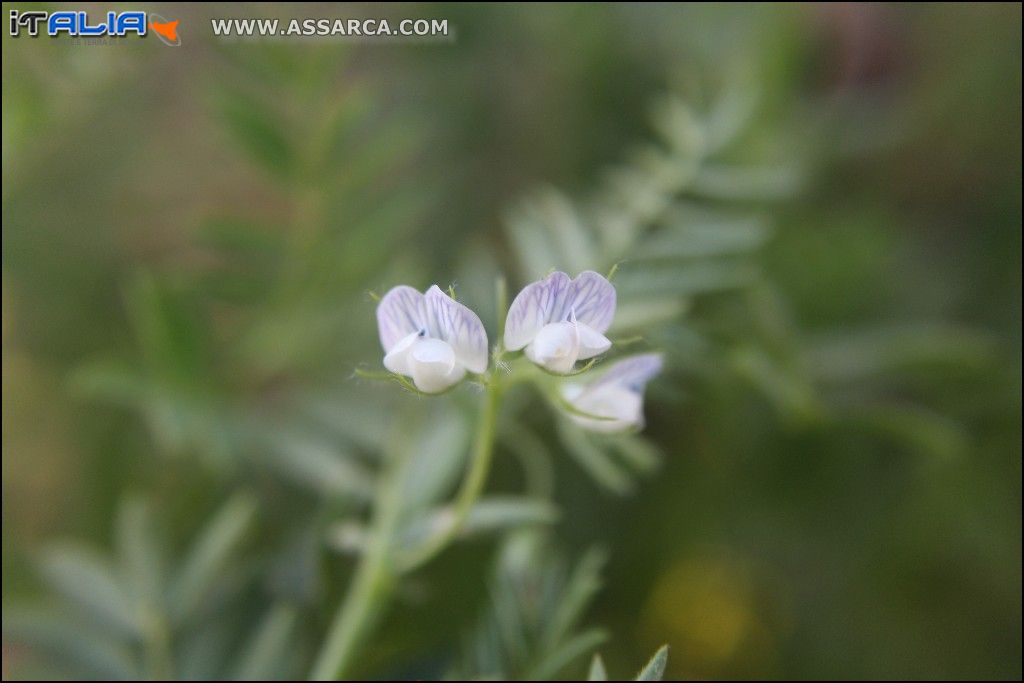 Macro ad un fiore di campo