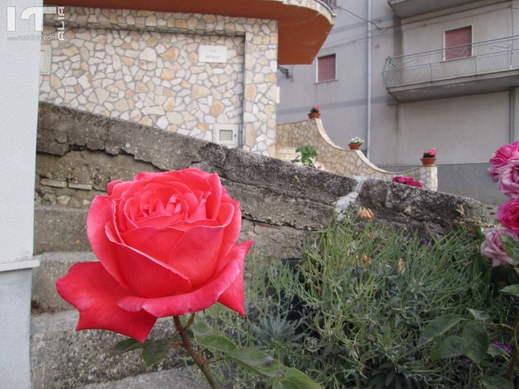 Un piccolo angolo fiorito