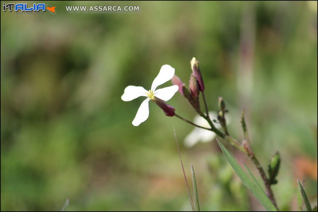 fiore di campo