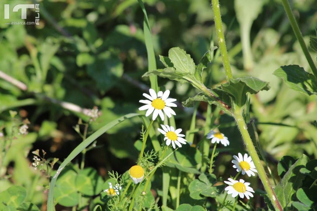 Fiori di primavera