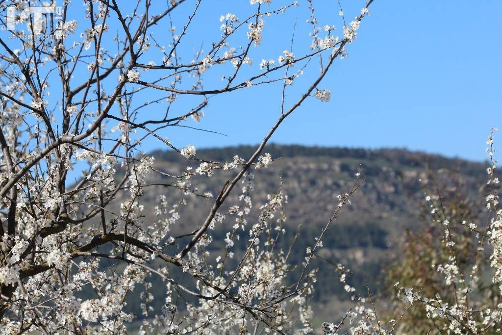 Fiori di primavera