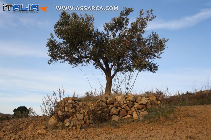 Particolare di un albero di ulivo