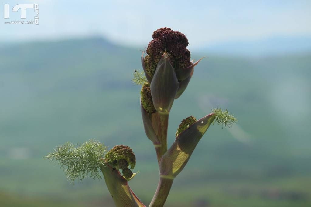 Fiore di ferla