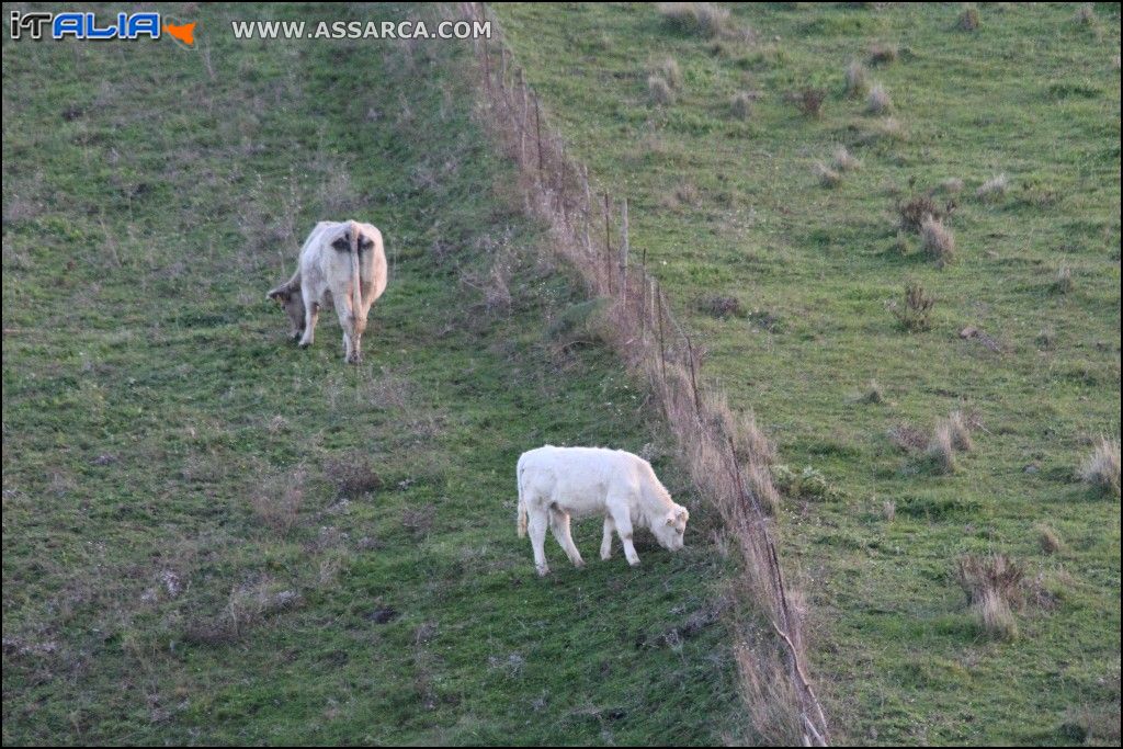 Mucche al pascolo