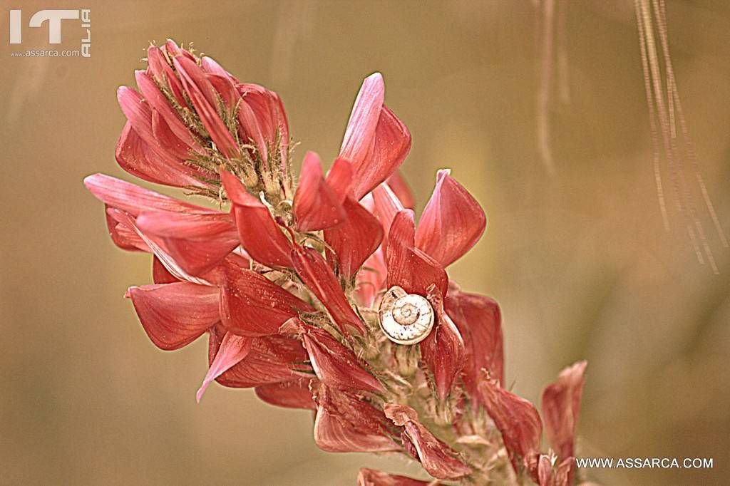 Fiore di sulla.