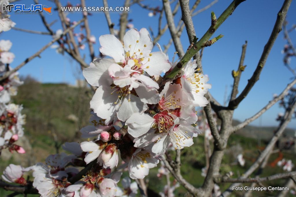 Assaggio di Primavera 2014