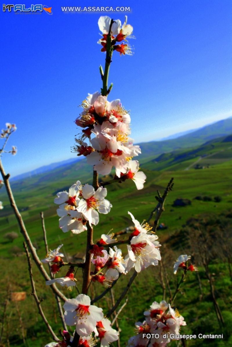 mandorlo in fiore