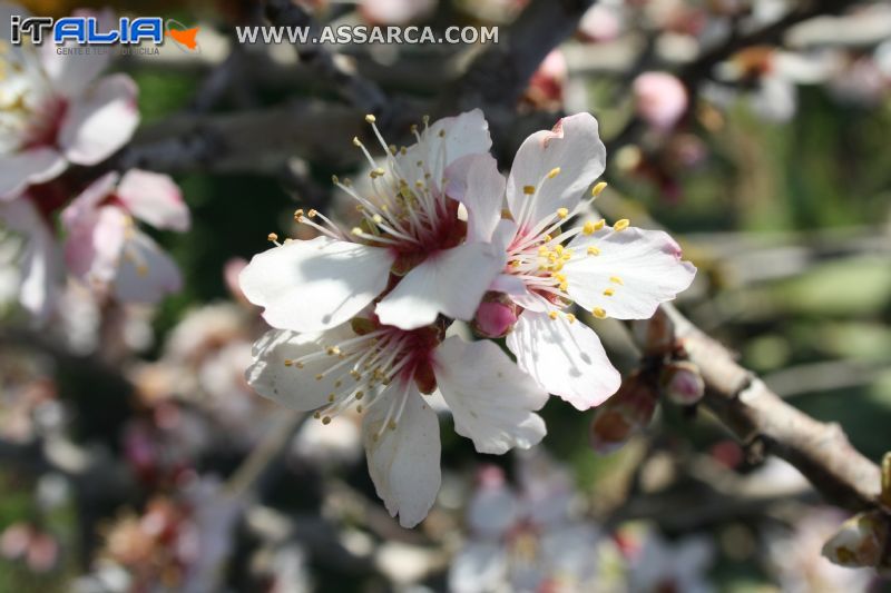 fiori di mandorlo