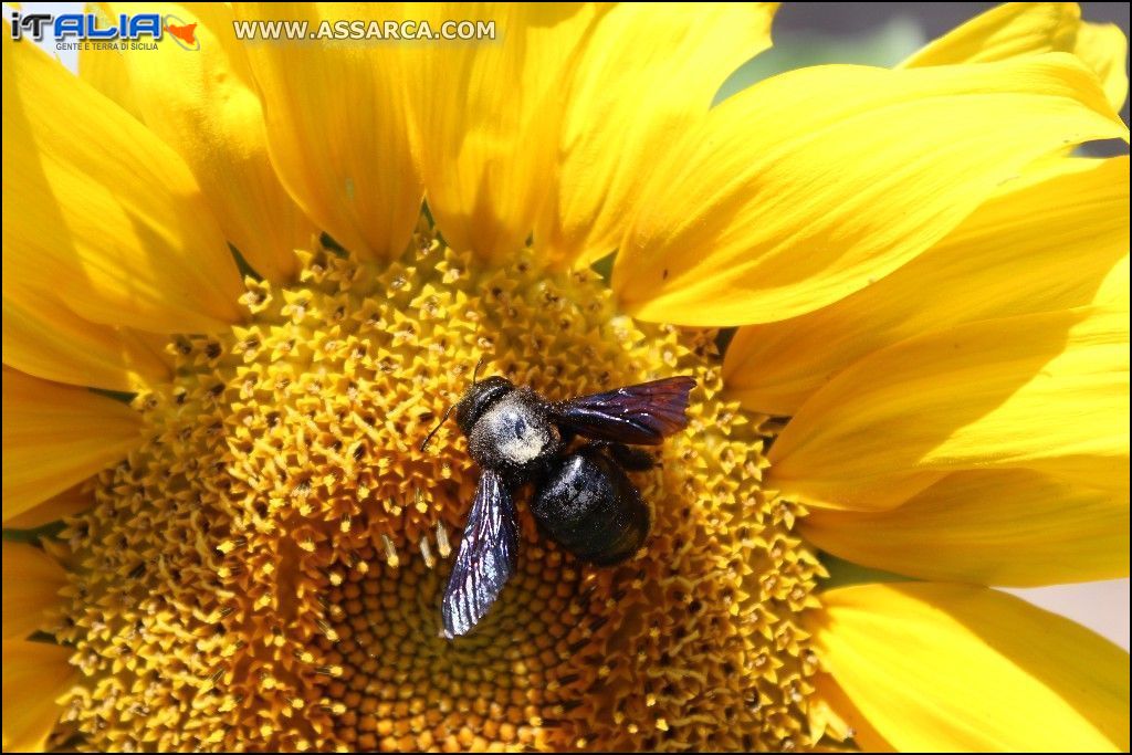 Girasole