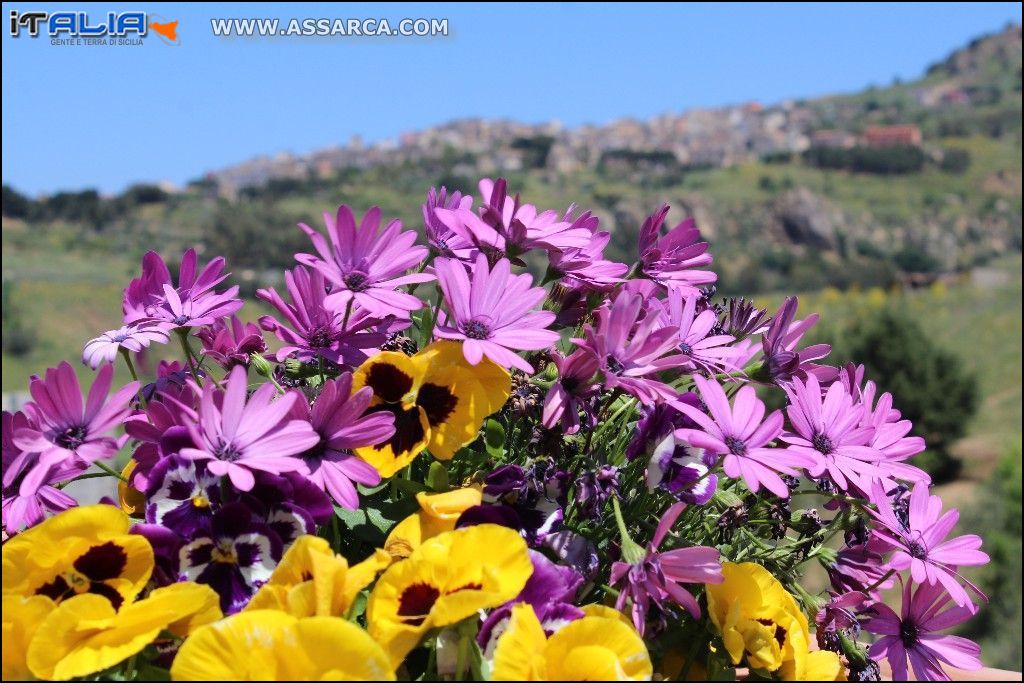 Fiori di maggio