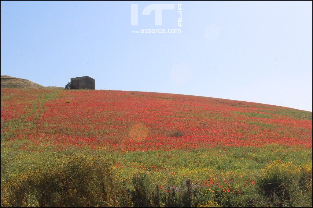 Campo di papaveri