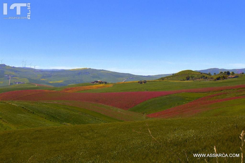 Contrasto di colori,primavera 2017.