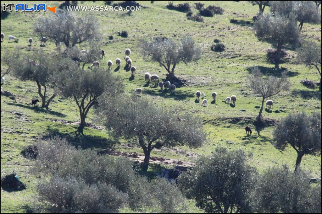 Pecore al pascolo