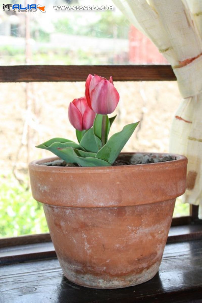 Tulipani