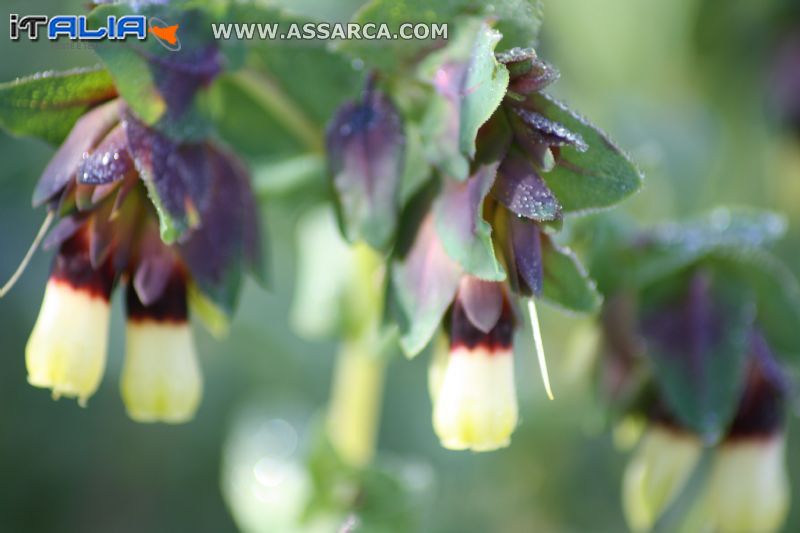 Fiori di campo