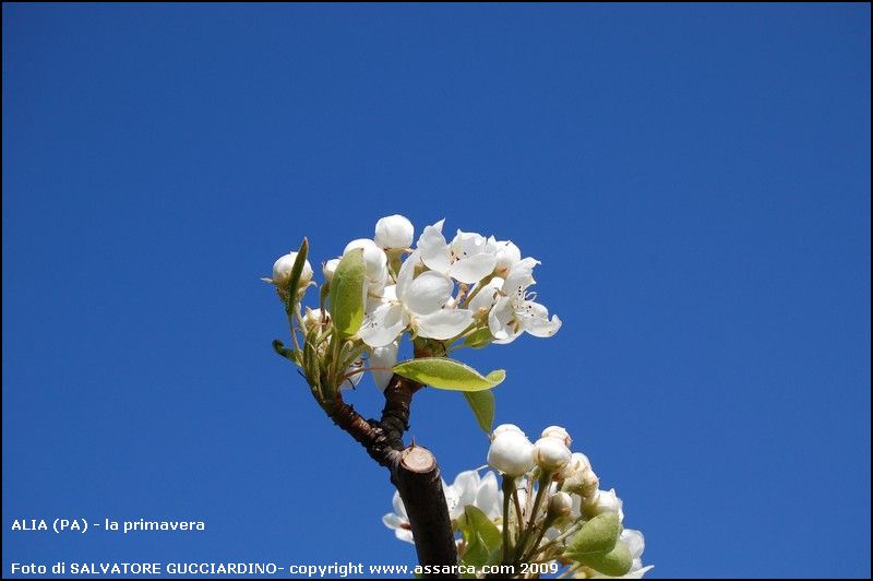 La primavera