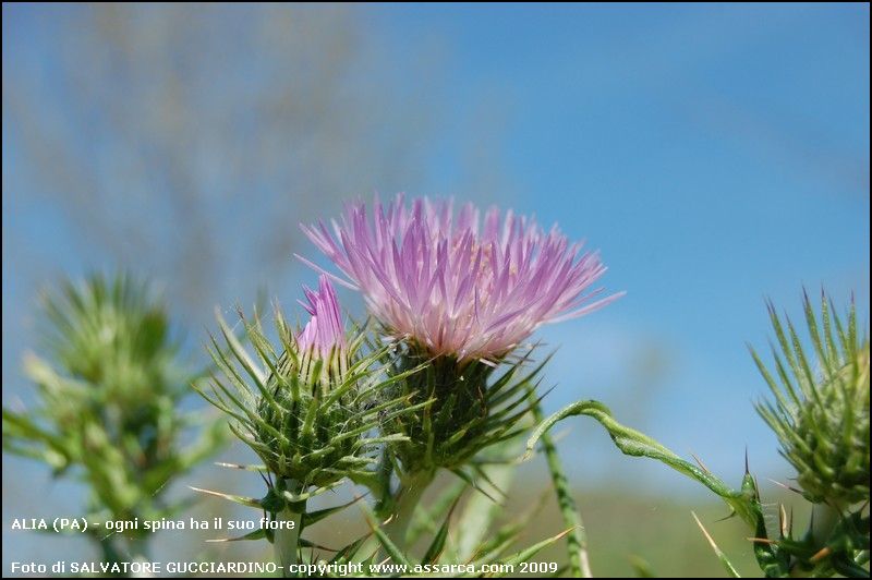 Ogni spina ha il suo fiore