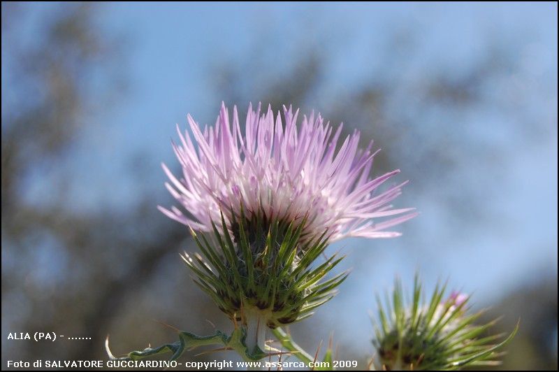 Fiore di spina