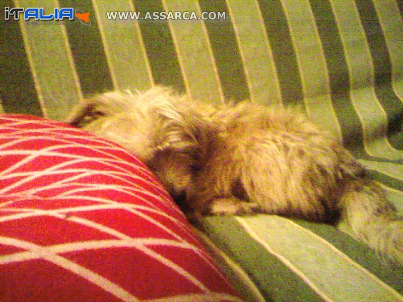 il mio cane che dorme