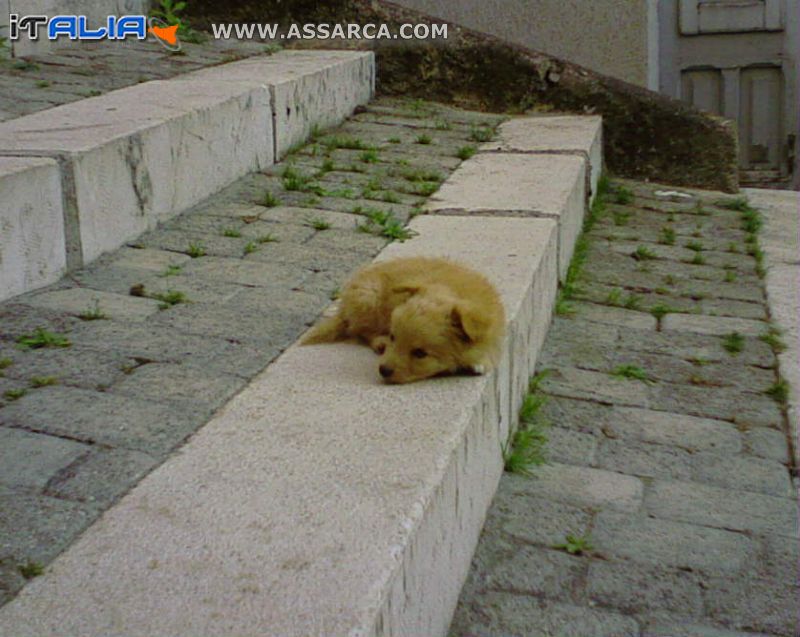 il mio cucciolo di nome leo