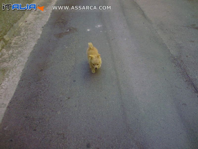 il mio cucciolo di nome leo