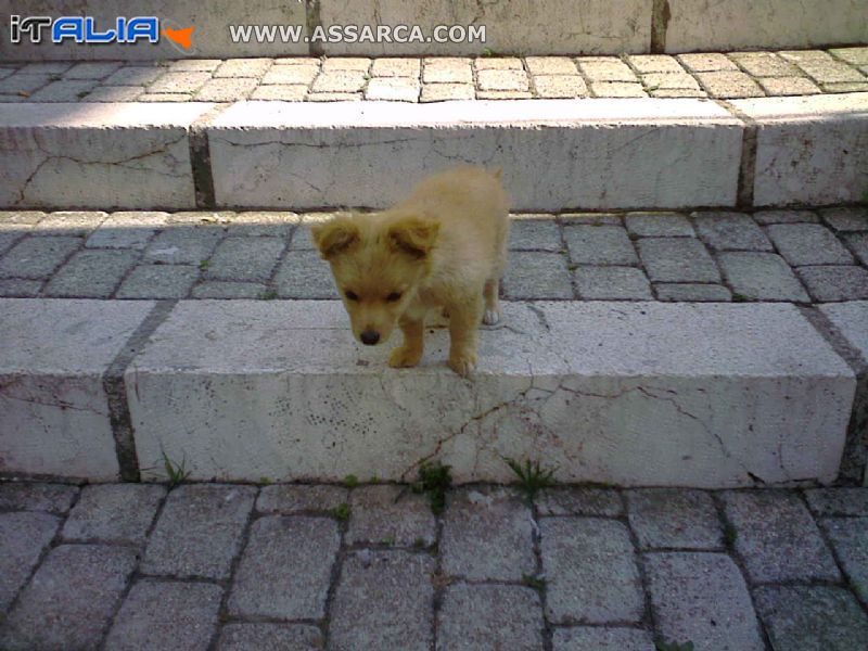 il mio cucciolo di nome leo