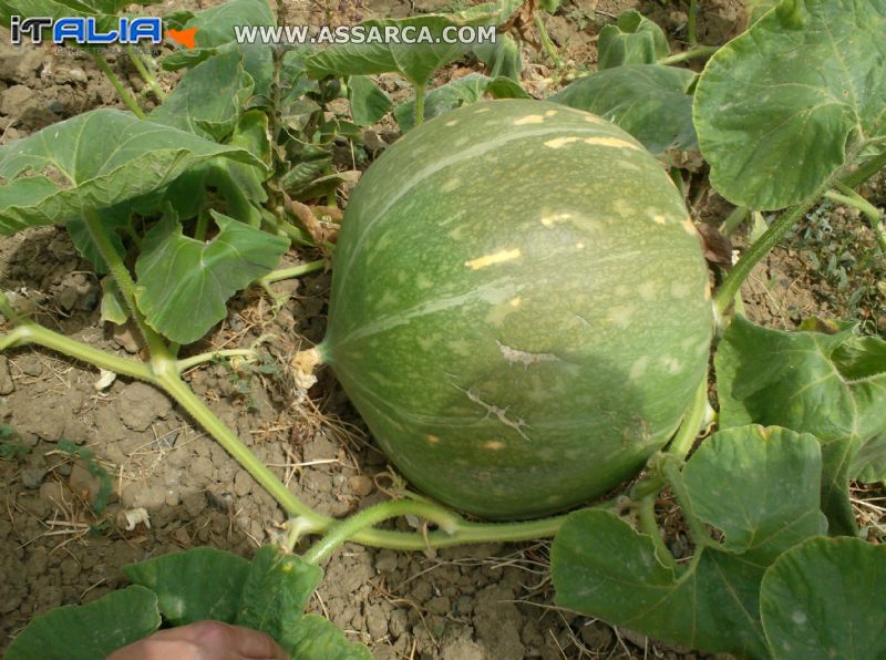 la zucca d`inverno