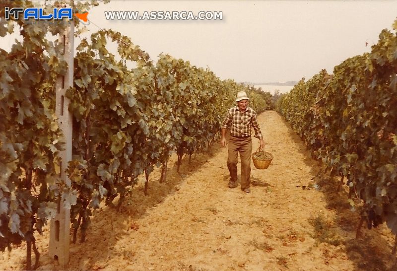 Napoli Antonino orgoglioso della sua vigna