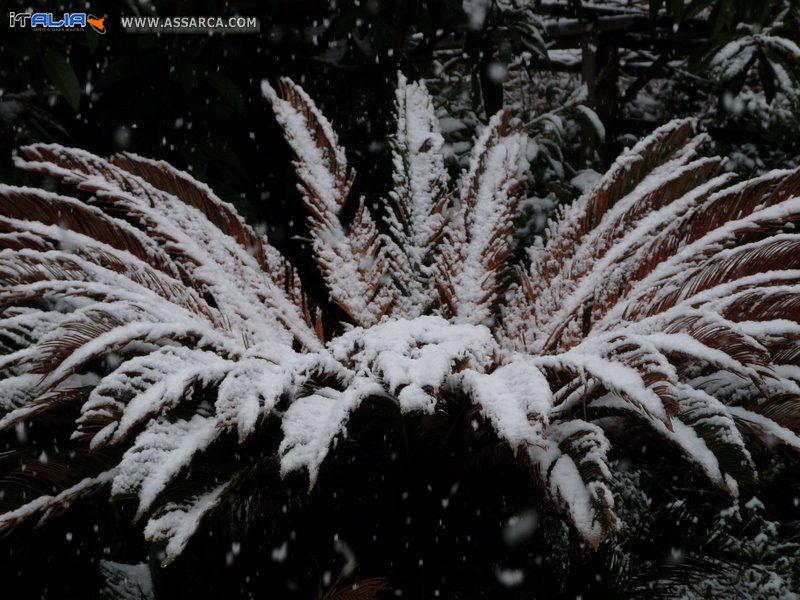 Neve a Baton Rouge ,Louisiana Febraio 12-2010