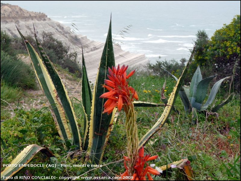 Fiori, monti e mare