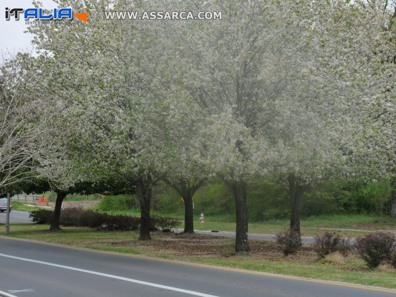 Primavera in Baton Rouge,Louisiana