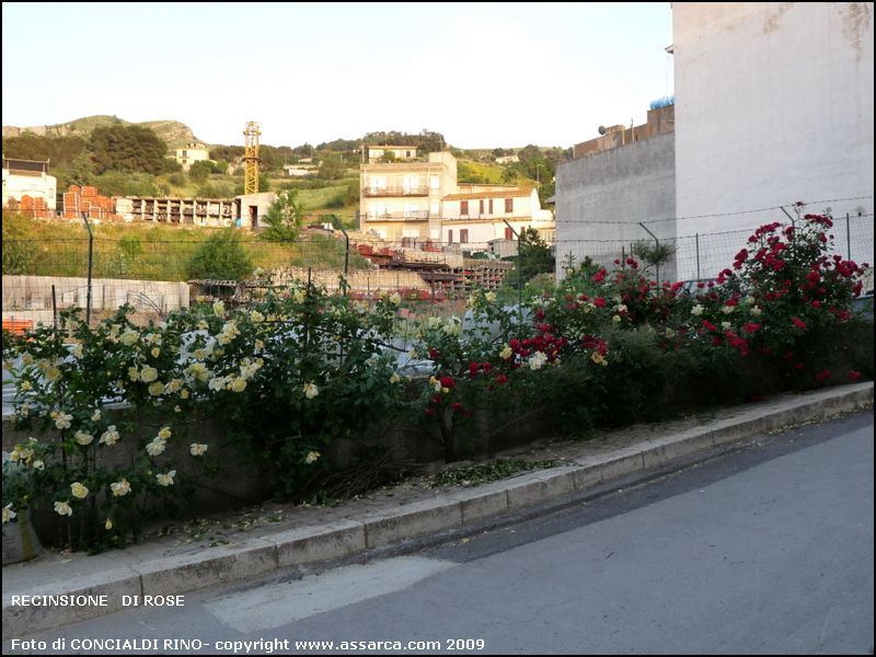 Recinzione   di  rose